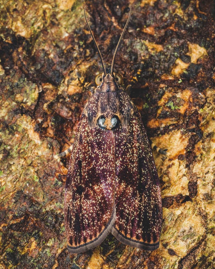 Vertical shot of a metalmark moth camoflauged on a brown surface