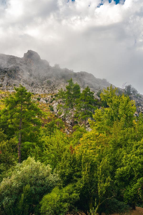 Vertical shot of mountain forest covered in mist and clouds royalty free stock photography