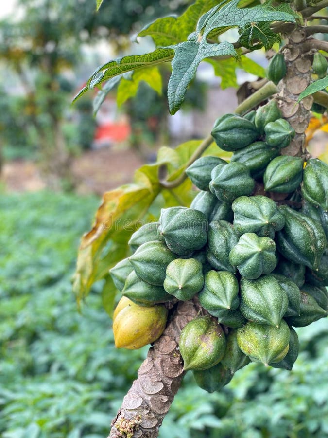 Vertical Shot of a Mountain Papaya Tree Stock Image Image of outdoor