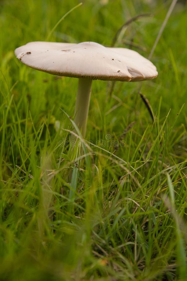 Vertical Shot of a Mushroom Growing on a Field Stock Photo Image of