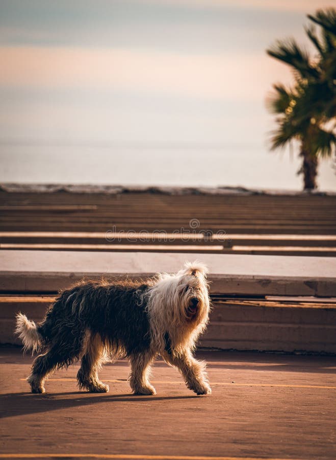 Old English Sheepdog Walking Towards The Camera In A Field Stock Photo,  Picture and Royalty Free Image. Image 195591118.