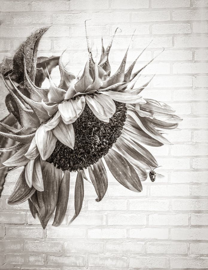 Vertical Shot of a Painted Sunflower on a Brick Wall Background Stock