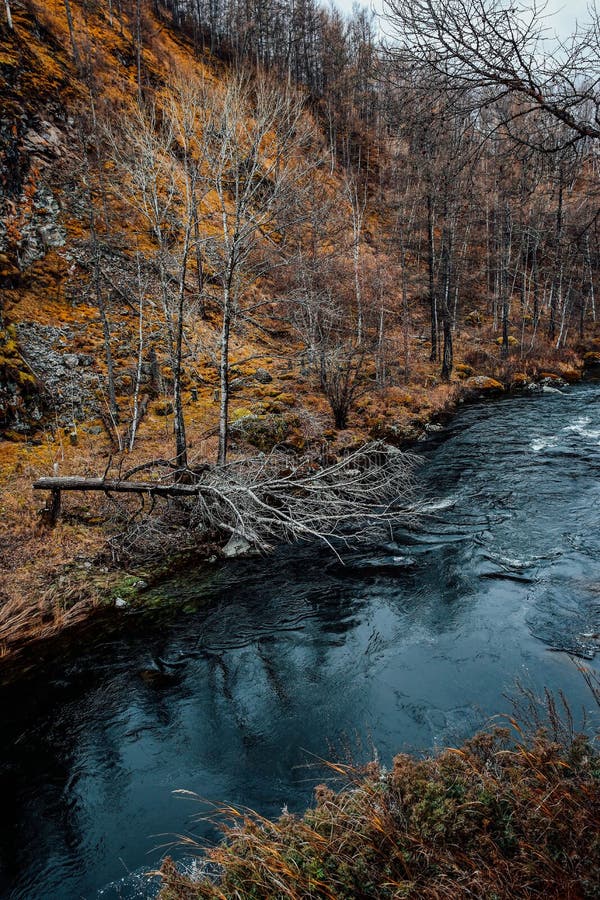 Vertical Shot of Small River Flowing through Naked Autumn Trees in the