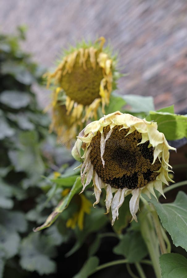 Dry Sunflower Drying Flowers Stock Image Image of plant, flowers
