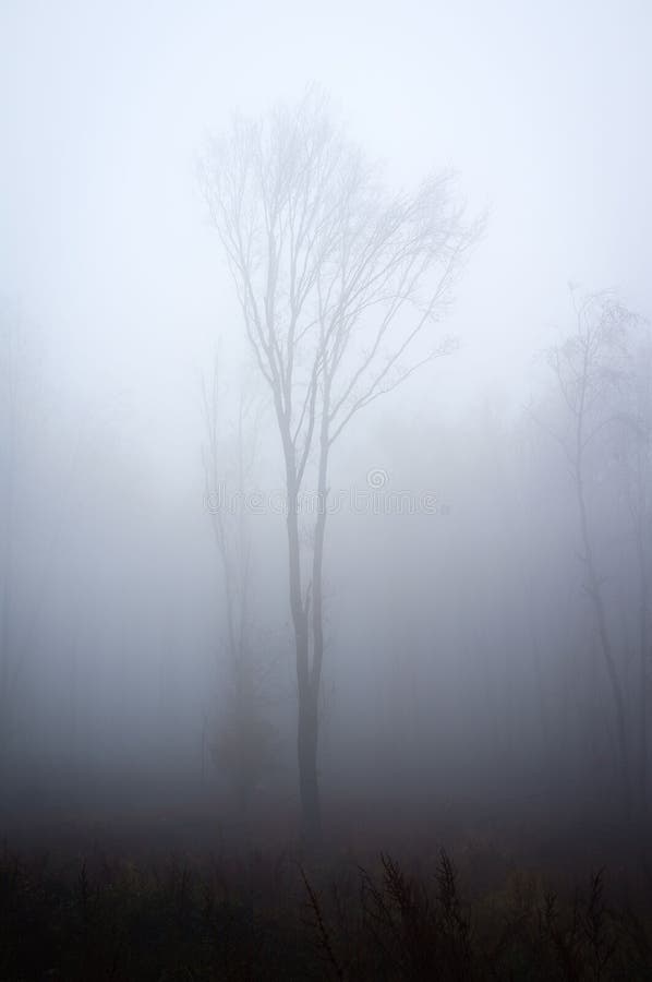 Vertical shot of tall leafless trees in a forest covered with dense fog on Inovec Mountain, Slovakia