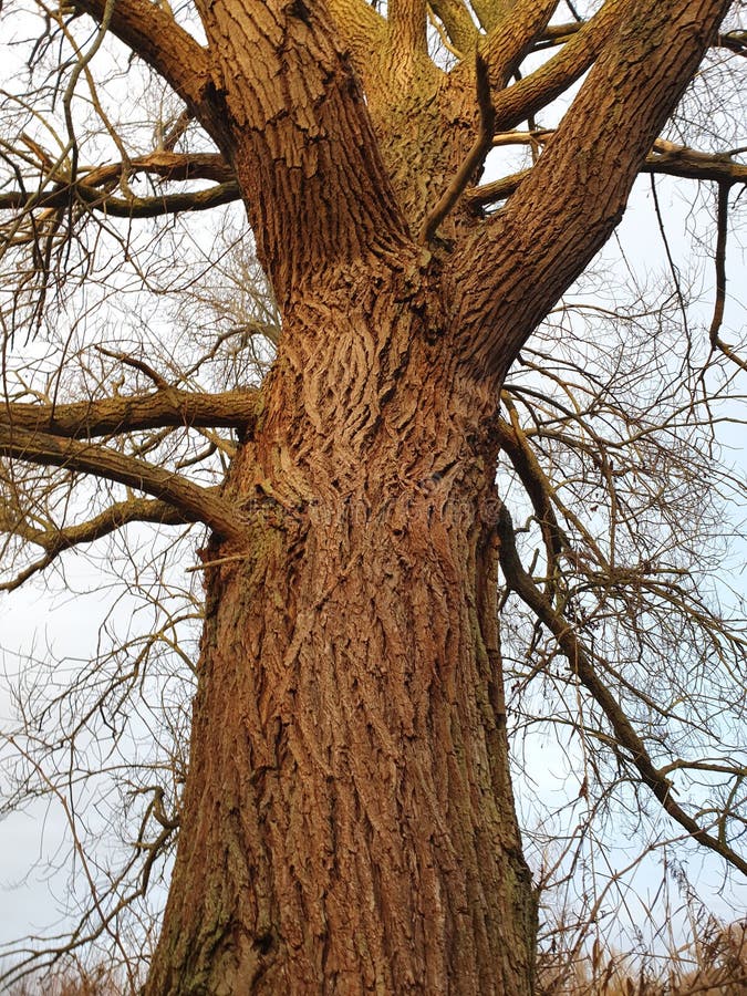 Vertical Shot of a Thick Tree Trunk with Many Branches Stock Image
