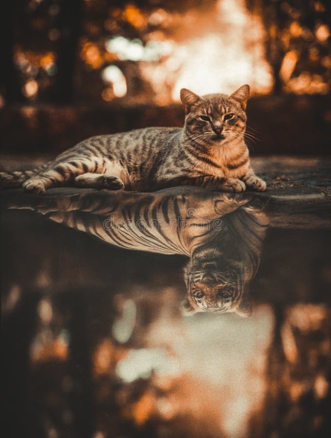 580 Cat Reflection Tiger Photos Free Royalty Free Stock Photos From Dreamstime