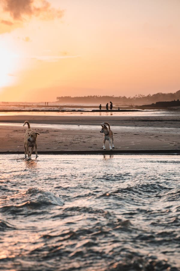 Vertical shot of two dogs playing at the coast of the sea during sunset royalty free stock photography Vertical shot of two dogs playing at the coast of the sea during sunset royalty free stock photography