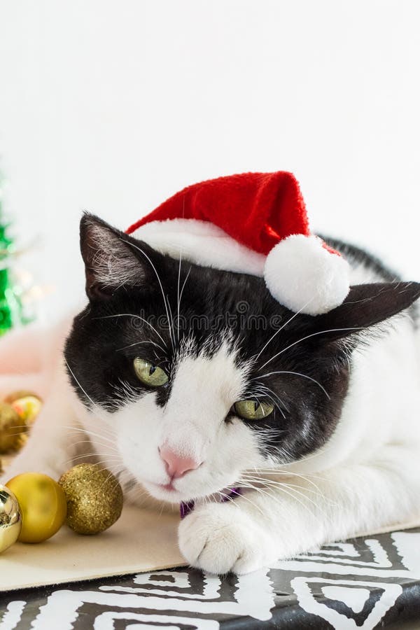 Vertical Shot of White and Black Cat with Christmas Santa Claus Hat ...