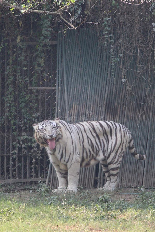 9,653 Tiger Funny Stock Photos - Free & Royalty-Free Stock Photos from Dreamstime 9,653 Tiger Funny Stock Photos - Free & Royalty-Free Stock Photos from Dreamstime