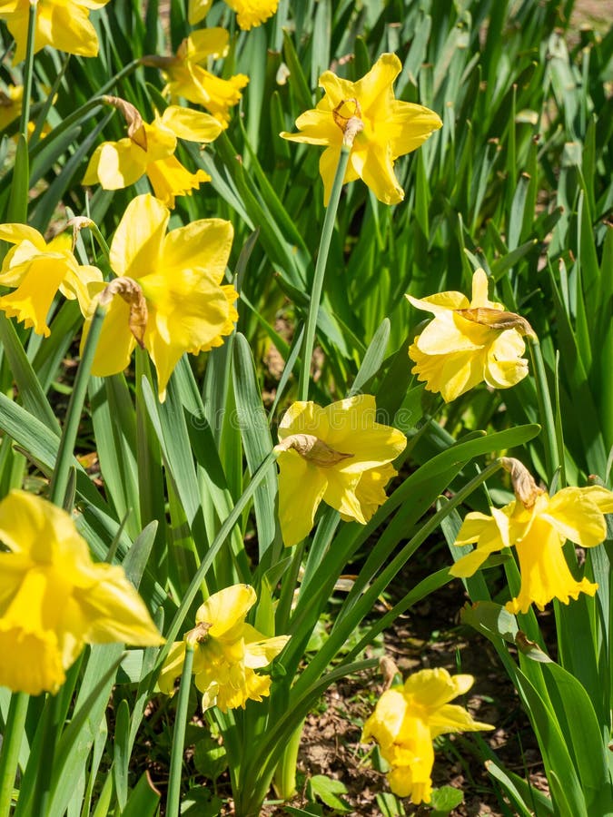 Vertical Shot Of Yellow Daffodils Growing In A Garden Stock Image