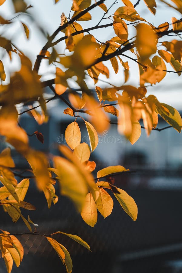 Vertical Shot of Yellowing Leaves on Tree Branches with a Blurry