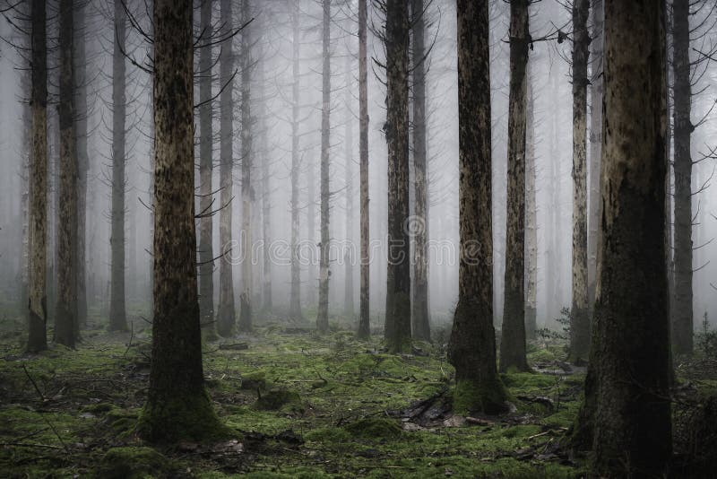 Vertical of the tall trees in the misty and creepy forest stock photography