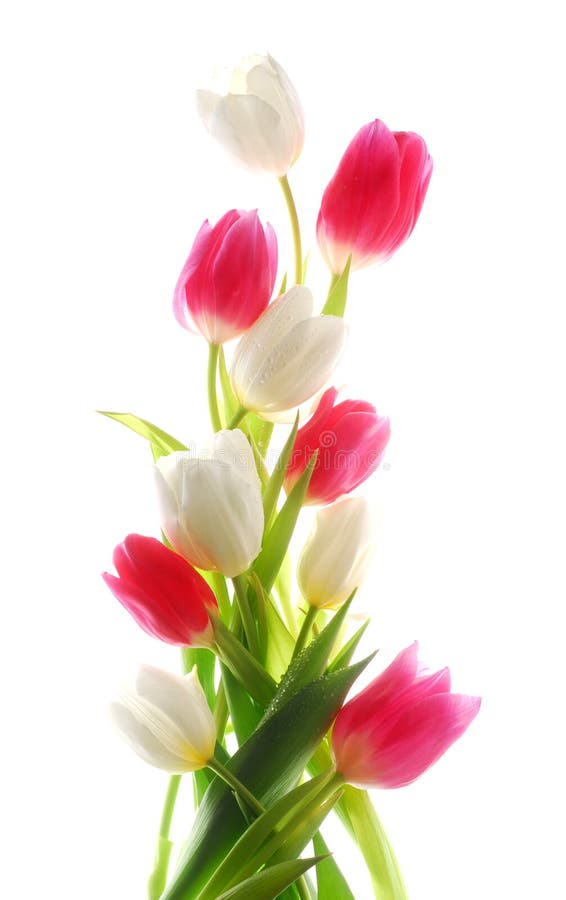 Vertical Tulips