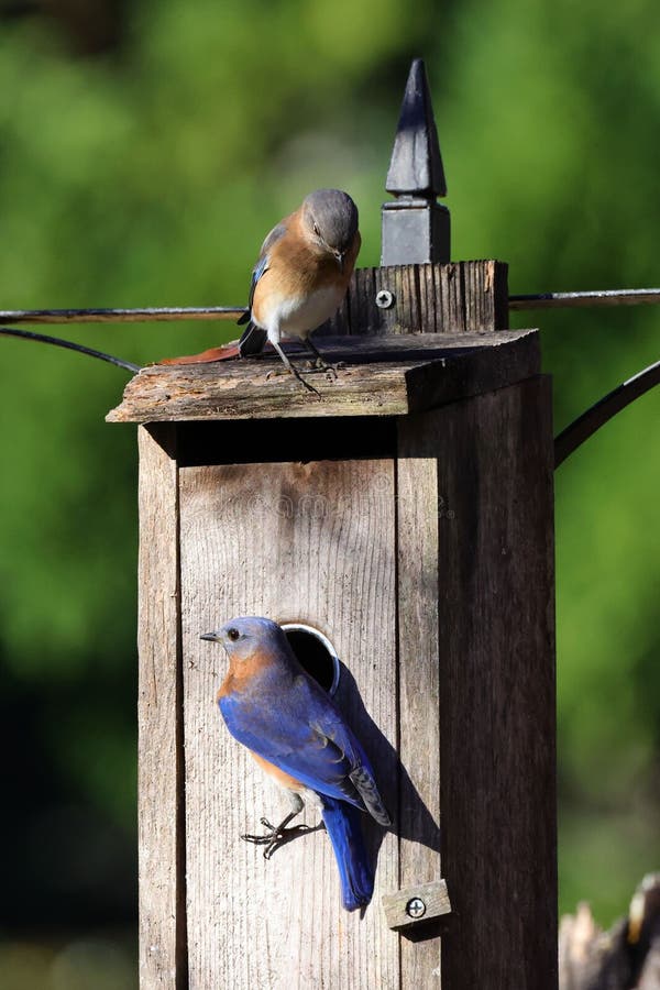 Vertical of Two Eastern Bluebirds Perched on a Bird Feeder Stock Image