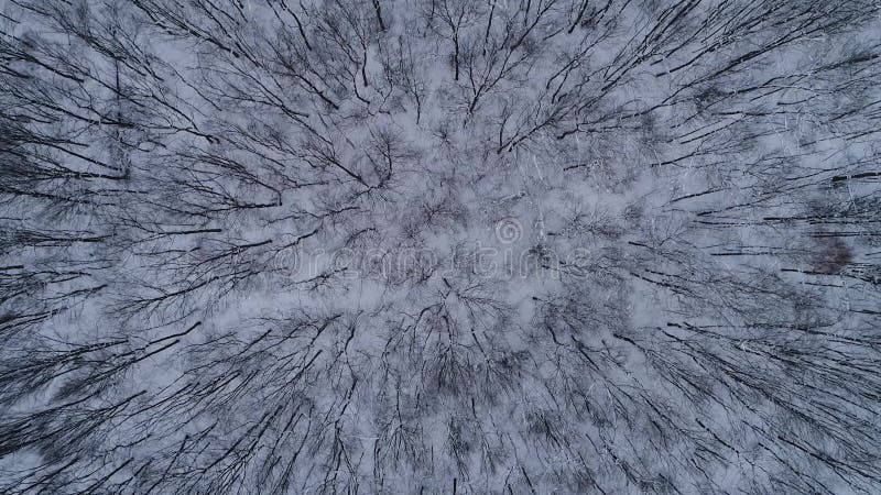 Vertical video. The drone descends into the winter forest. stock video