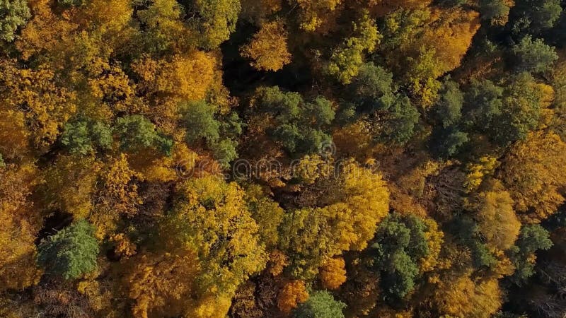 Vertical video. Flight over autumn colored mixed forest. stock video footage