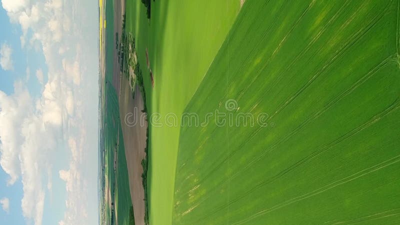 Vertical video. Flight over spring light green fields with wheat. stock footage