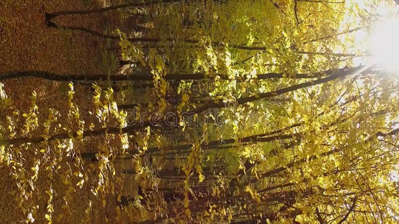 Vertical video. Flight among the trees of the autumn forest. stock video footage