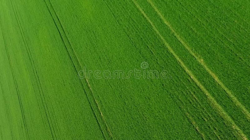 Vertical video. View from the air. Green sprouts of wheat are approaching the field. stock video