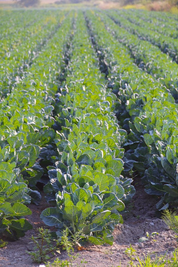 Cauliflower Crop Rows stock photo. Image of equipment 53364938