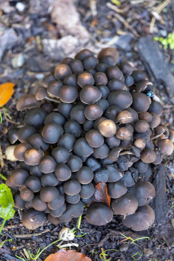 Vertical View of a Cluster of Small Dark Brown Caps Growing Out of a