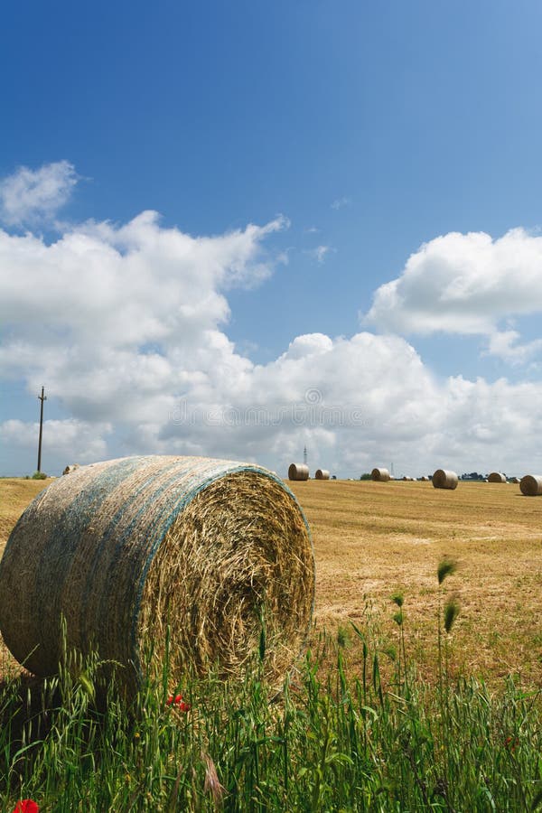 Vertical View of a Grain Field with some Bales of Hay on Partially Cloudy Blue Sky Background. San Basilio, South of Italy royalty free stock images Vertical View of a Grain Field with some Bales of Hay on Partially Cloudy Blue Sky Background. San Basilio, South of Italy royalty free stock images
