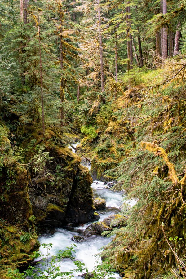 Vertical View Of Sol Duc River In A Canyon In Olympic National Park