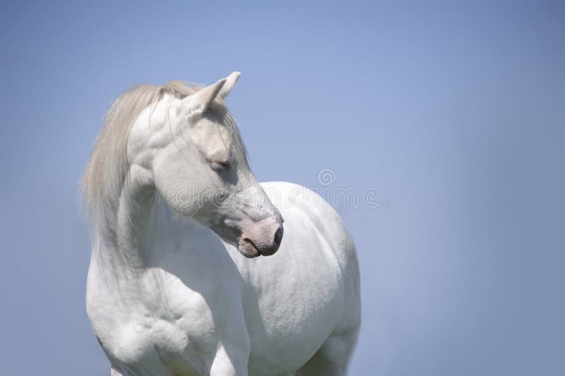 White cremello horse portrait on the blue sky. White cremello horse portrait on the blue sky