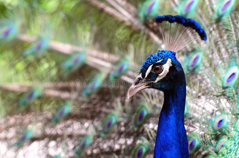 Verticale bleue indienne de paon photographie stock Verticale bleue indienne de paon photographie stock