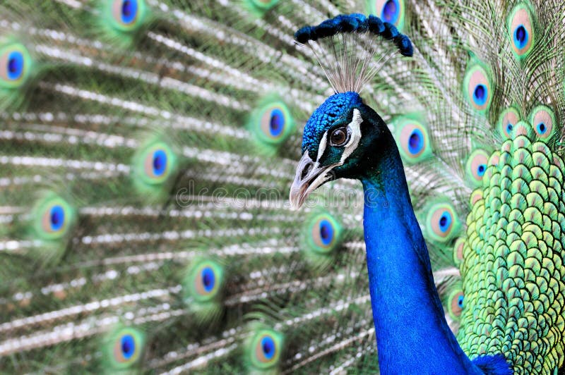 Verticale bleue indienne de paon photos stock Verticale bleue indienne de paon photos stock