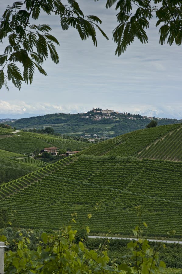 View of the Gaia-Principe vineyard from the balcony of the Prinsi winery in the Barbaresco wine region in the Piedmont, Italy. Gaia-Principe vineyard is named after the gravel road that runs alongside the vineyard. The road gets its name because it traverses the Angelo Gaia and Prinsi properties, hence Gaia-Principe. View of the Gaia-Principe vineyard from the balcony of the Prinsi winery in the Barbaresco wine region in the Piedmont, Italy. Gaia-Principe vineyard is named after the gravel road that runs alongside the vineyard. The road gets its name because it traverses the Angelo Gaia and Prinsi properties, hence Gaia-Principe.