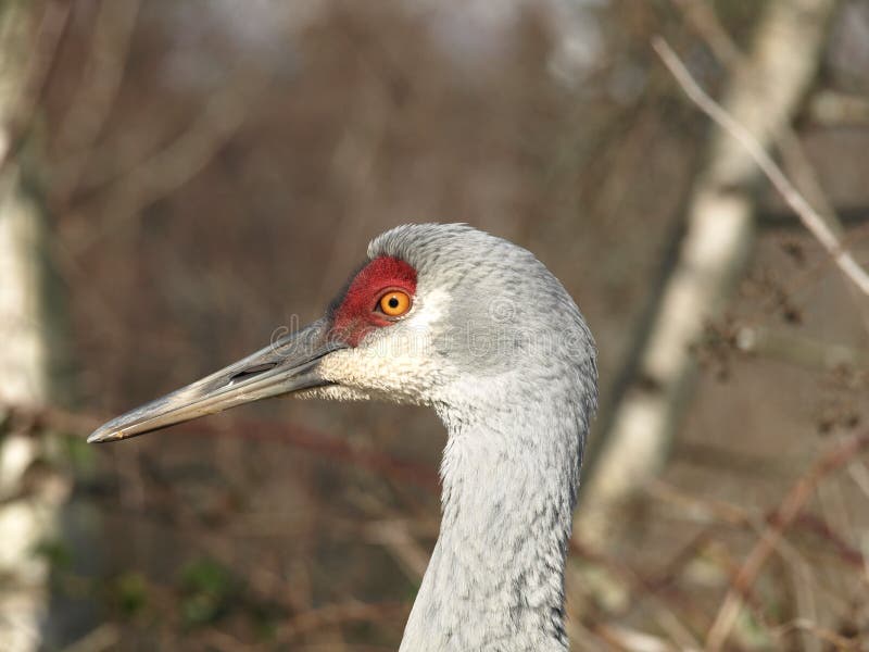 Sandhill Crane Grus canadensis looking to the left against a grey/brown background in afternoon sunshine. Sandhill Crane Grus canadensis looking to the left against a grey/brown background in afternoon sunshine.