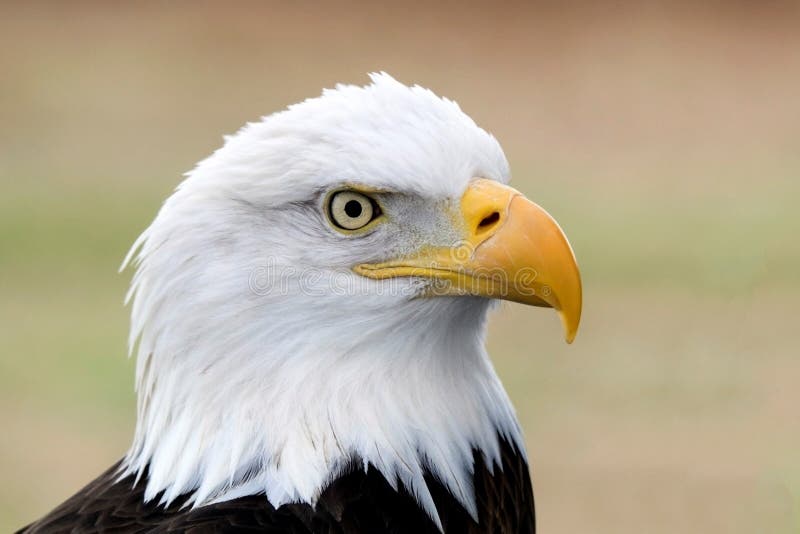 Verticale d'un aigle chauve américain photos libres de droits Verticale d'un aigle chauve américain photos libres de droits