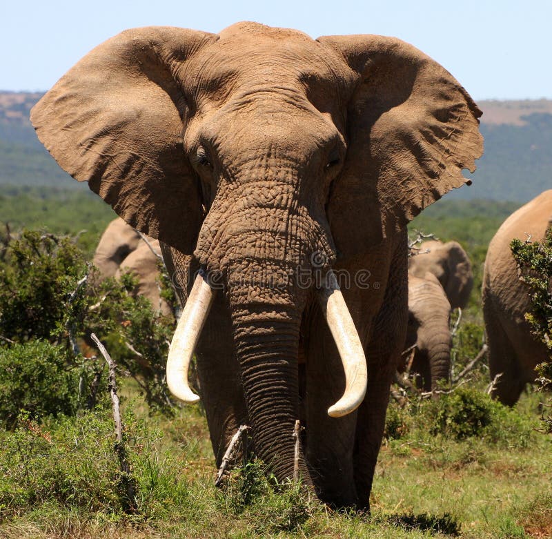 Verticale d'un grand éléphant de Bull de tusker