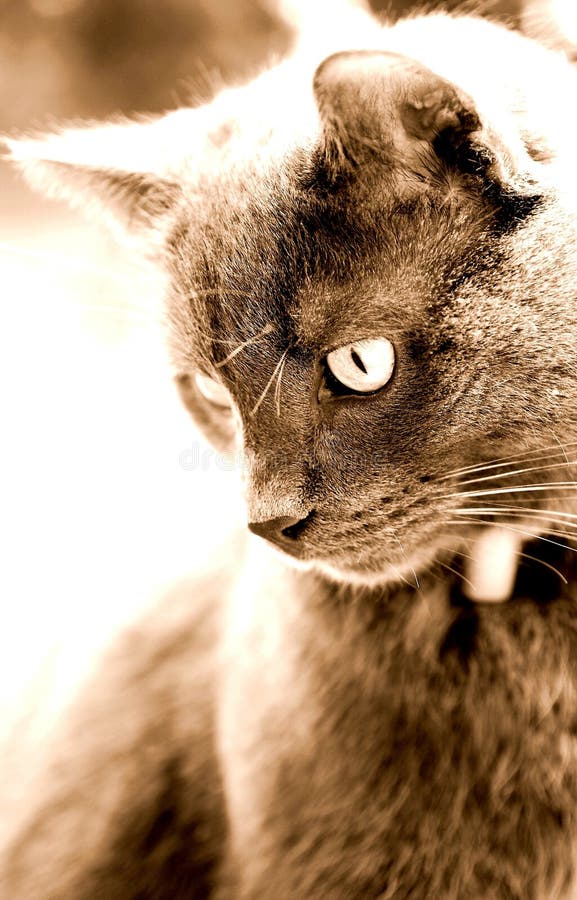 190 907 Un Chat Gris Photos Libres De Droits Et Gratuites De Dreamstime Page 5