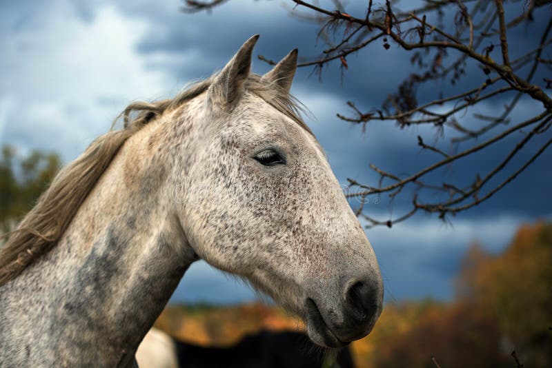 Verticale de cheval blanc photos stock Verticale de cheval blanc photos stock