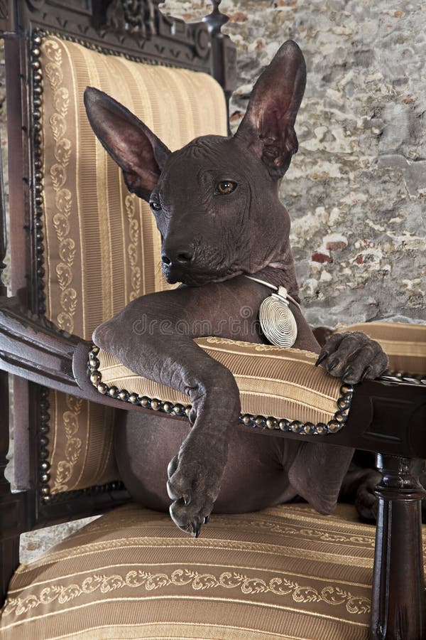Verticale de chiot mexicain de xoloitzcuintle photographie stock Verticale de chiot mexicain de xoloitzcuintle photographie stock