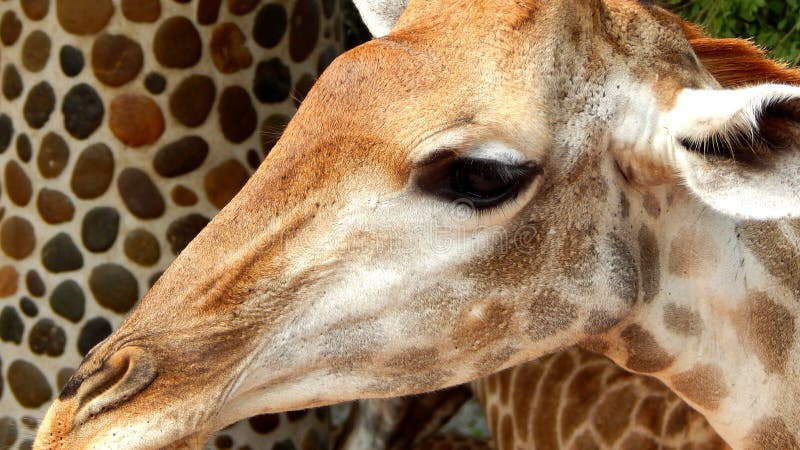 Verticale de giraffe photographie stock libre de droits Verticale de giraffe photographie stock libre de droits