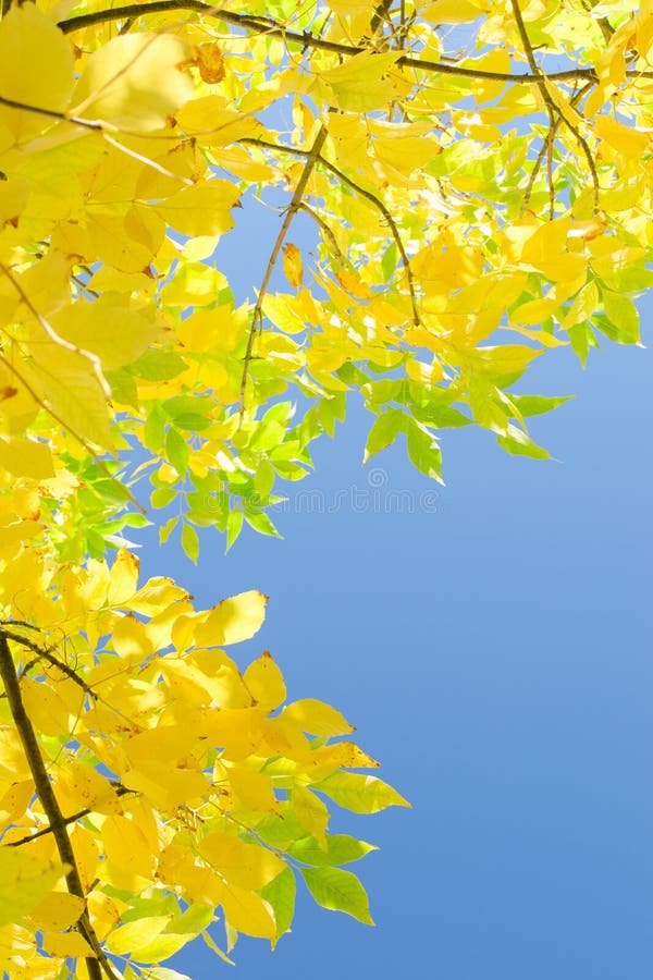 Verticale de herfstachtergrond met geel gebladerte over blauwe hemel
