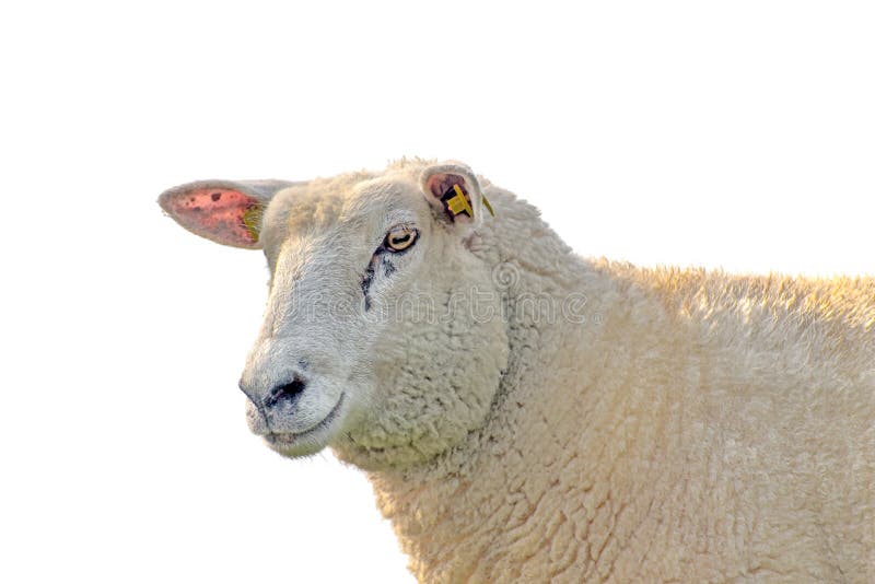 Verticale de moutons image libre de droits Verticale de moutons image libre de droits