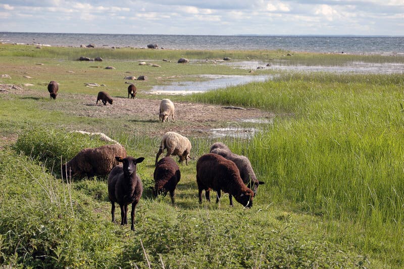 Moutons Sur Le Bord De La
