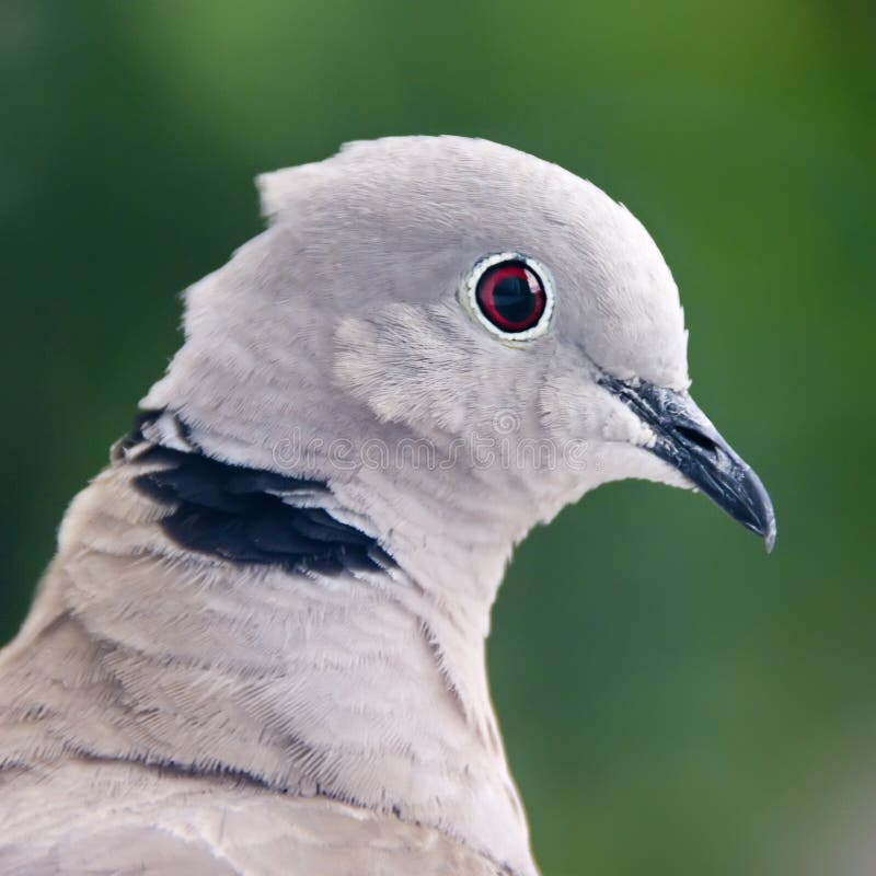 Portrait de pigeon photographie stock