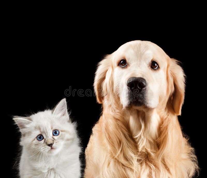 Verticale de plan rapproché d'un chat et d'un crabot D'isolement sur le fond noir Golden retriever et mascarade de neva photos libres de droits Verticale de plan rapproché d'un chat et d'un crabot D'isolement sur le fond noir Golden retriever et mascarade de neva photos libres de droits