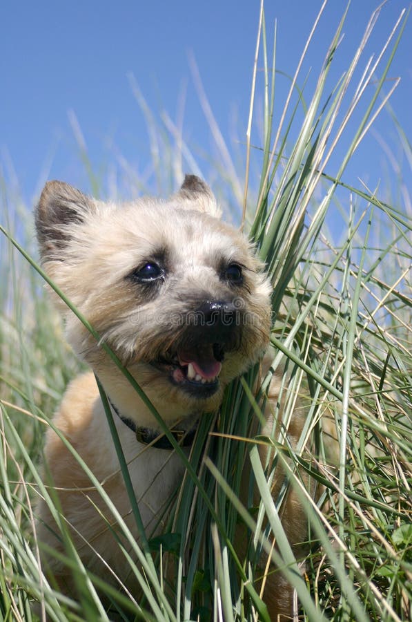 Verticale de race de chien terrier de cairn images libres de droits Verticale de race de chien terrier de cairn images libres de droits