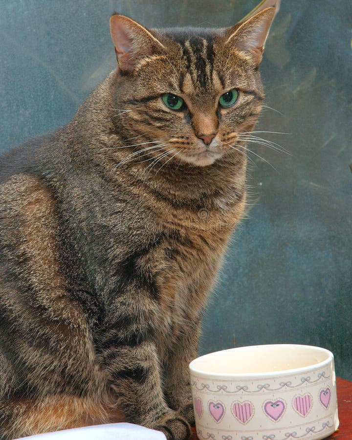 Candid portrait by window of Mama Tad with bounce and fill light; she was a local neighborhhod rescue, close to dying but got well with tlc, that unknown already had a litter outside,our dogs found one that we saved and kept. Stupidly we thought we just won,t let her out so no need need to spay her. WRONG! After recovering and completing nursing (with help of vetinary pablum) of the one little one we found, she got out once more. About two days later she returned; 9 weeks later under the dining room table she bore all 4 of our grandbabies; sleepy, slipper, bean, and Grey, Yep, we got them all. After ignoring our psych. results and sensible suggestions of getting them homes; which I had lined up by the way; she was spayed and still ours along with all the little ones; our ganbabies as we call them. Oh yea, we also have the Bobcat who you have a shot of with Birch (our best and Tad,s best dog friend. You also have a shot of the Bean; one of the ganbabies. OK, we're certifiable. Candid portrait by window of Mama Tad with bounce and fill light; she was a local neighborhhod rescue, close to dying but got well with tlc, that unknown already had a litter outside,our dogs found one that we saved and kept. Stupidly we thought we just won,t let her out so no need need to spay her. WRONG! After recovering and completing nursing (with help of vetinary pablum) of the one little one we found, she got out once more. About two days later she returned; 9 weeks later under the dining room table she bore all 4 of our grandbabies; sleepy, slipper, bean, and Grey, Yep, we got them all. After ignoring our psych. results and sensible suggestions of getting them homes; which I had lined up by the way; she was spayed and still ours along with all the little ones; our ganbabies as we call them. Oh yea, we also have the Bobcat who you have a shot of with Birch (our best and Tad,s best dog friend. You also have a shot of the Bean; one of the ganbabies. OK, we're certifiable.