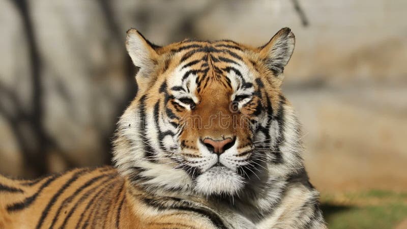 Verticale de tigre de Bengale