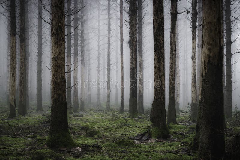 Verticale degli alberi alti nella foresta nebbiosa e raccapricciante