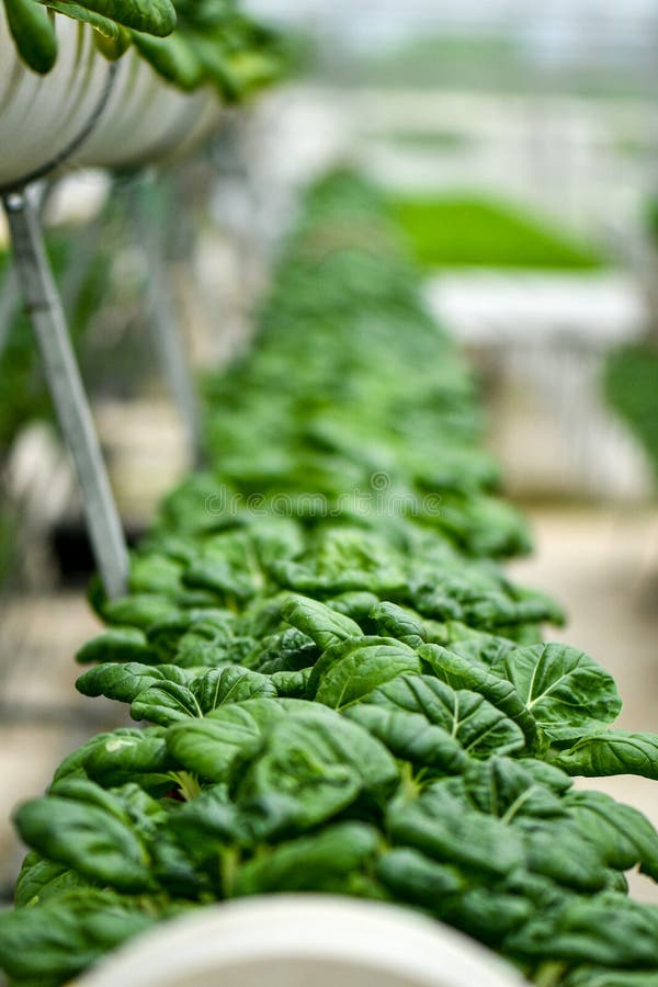 Verticale Farming for Milk Cabbage Stock Photo Image of greenhouse