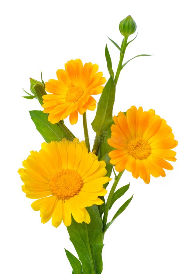 Verticale foto van drie calendulabloemen met bladeren en knoppen i royalty-vrije stock foto's Verticale foto van drie calendulabloemen met bladeren en knoppen i royalty-vrije stock foto's